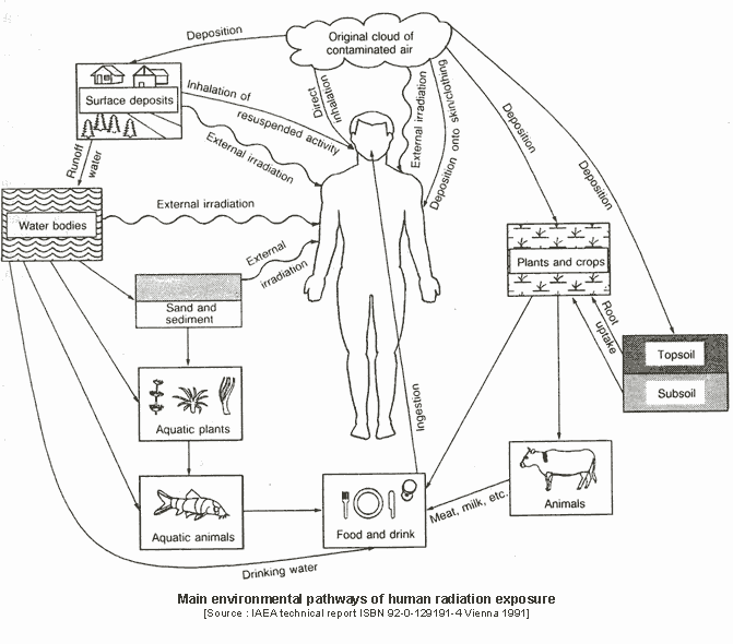 Environmental pathways of human radiation exposure